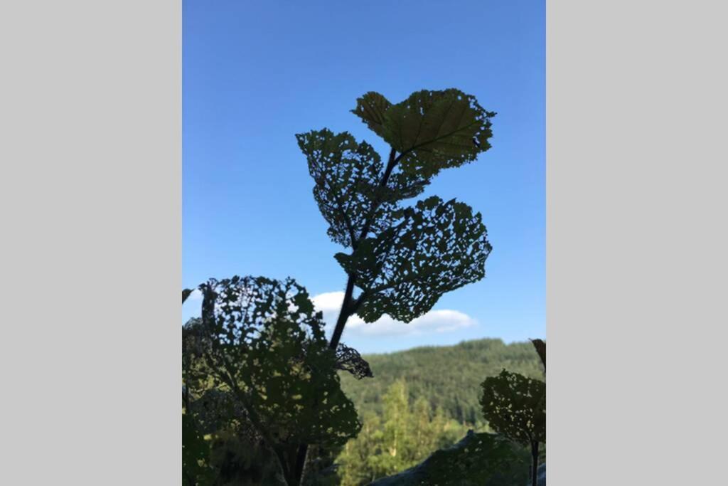 Gite Authentic Ardenne Vresse-sur-Semois ภายนอก รูปภาพ